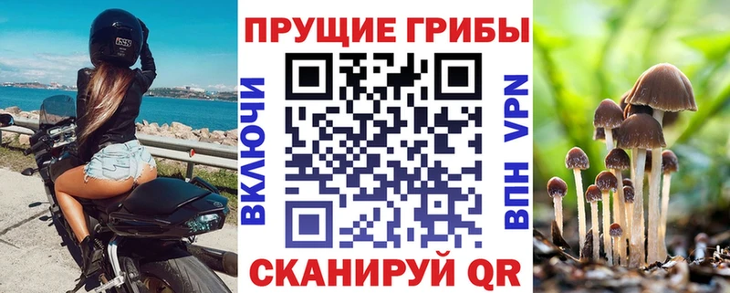 Купить  Подпорожье  Галлюциногенные грибы Psilocybe 
